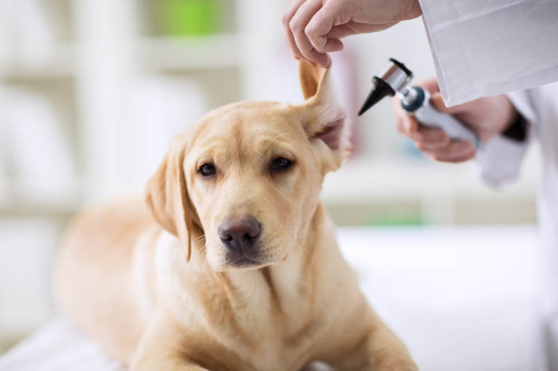 Dog ear exam